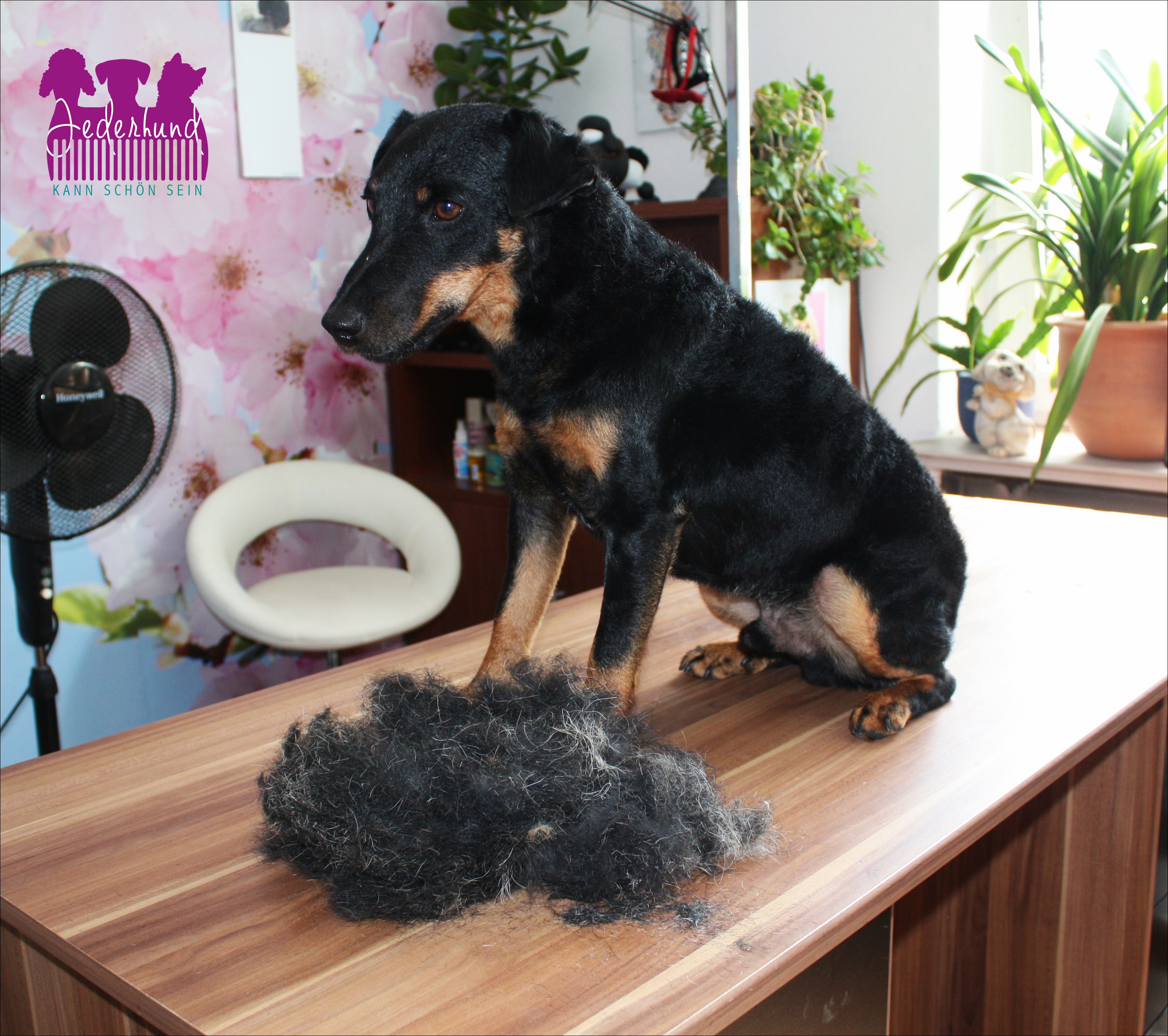 Was ist trimmen und für welchen Hund kommt es in Frage? Jederhund